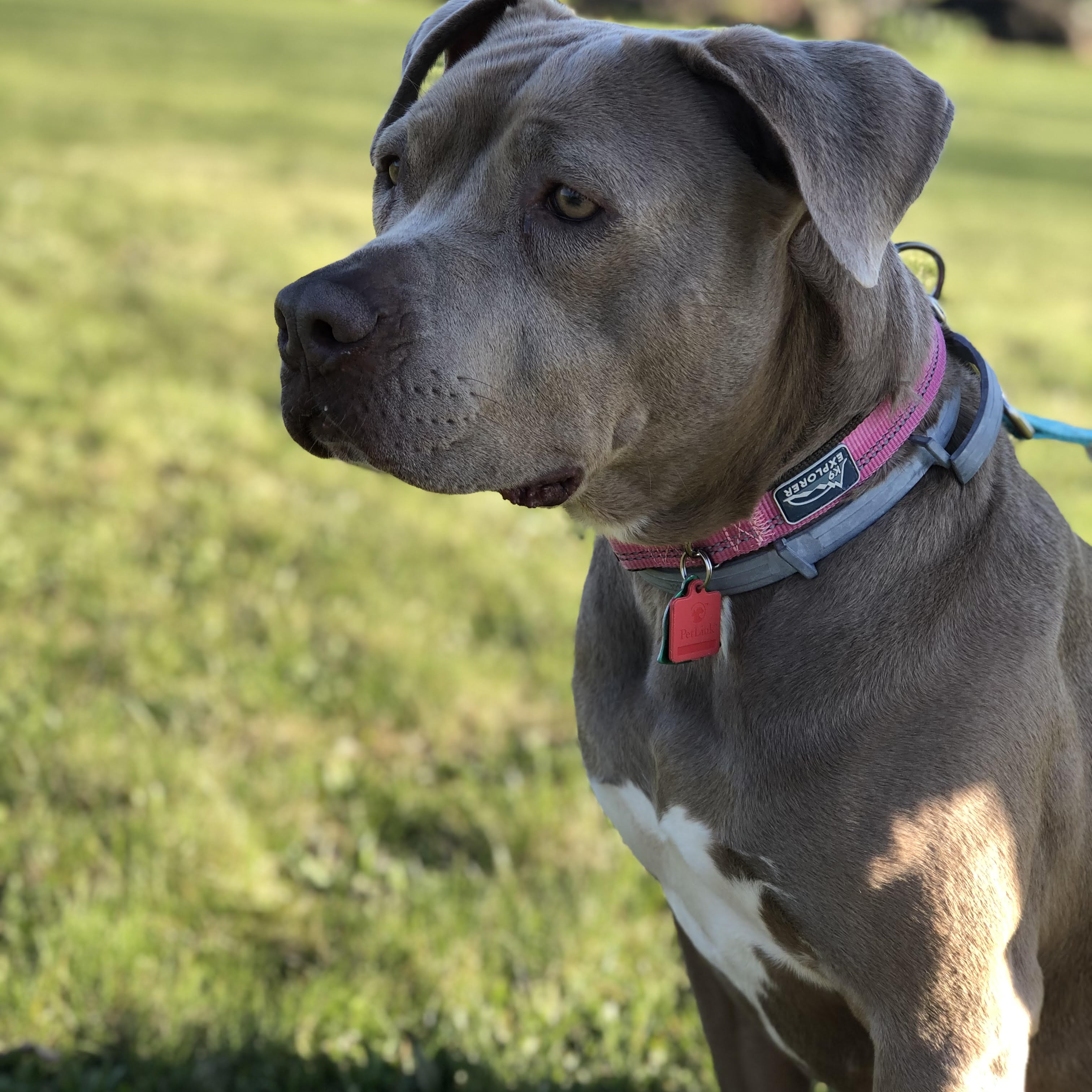 Jules: Adopt or Forever Foster